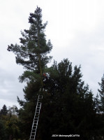 Likvidace nakloněné borovice ulice Waldhauserova