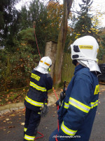 Likvidace nakloněné borovice ulice Waldhauserova