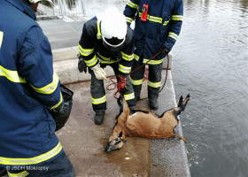 Vyproštění uhynulého zvířete z řeky Berounky