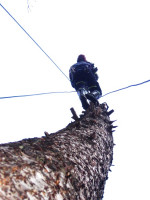 Výcvik kácení za použití lezecké techniky