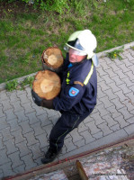 Padlý strom v lesíku nad školou