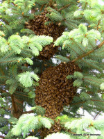 Včely ulice Školní