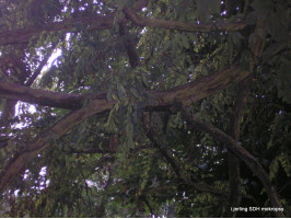 Padlý strom Karštejnská