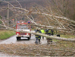 Padlý strom ulice K lesíku