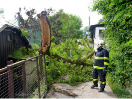 Spadlý strom osada Lavičky