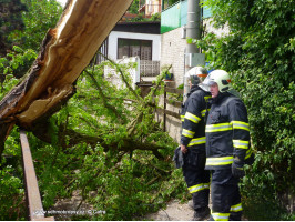 Spadlý strom osada Lavičky