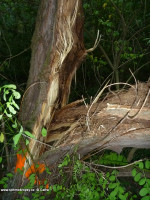 Spadlý strom přes komunikaci Karštejnská