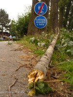 Pád větve z topolu na cyklistu