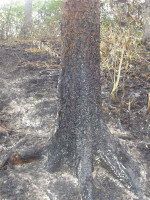Požár lesa pod skládkou na Vráži