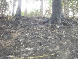 Požár lesa pod skládkou na Vráži