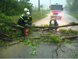 Padlý strom ulice K Lesíku