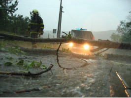 Padlý strom ulice K Lesíku