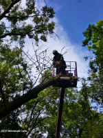 Spadlý strom do drátů nad Karlštenskou ulicí