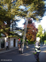 Ošetření chráněného stromu ulice V Mýtě