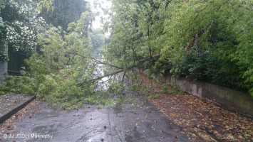 Padlý strom přes komunikaci ulice Mládežnická