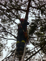Záchrana kotěte ze stromu ulice Javorová