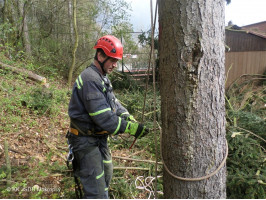 Kácení smrků u ZŠ ulice Školní