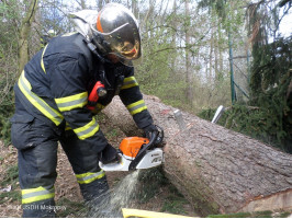 Kácení smrků u ZŠ ulice Školní