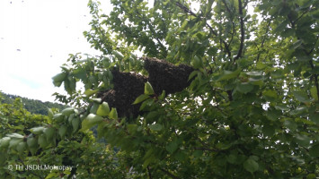 Likvidace bodavého hmyzu ulice Topolská