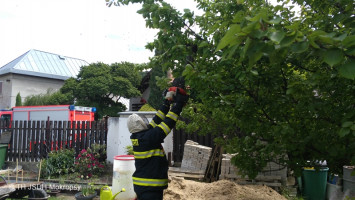 Likvidace bodavého hmyzu ulice Topolská