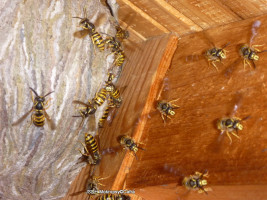 Likvidace nebezpečného hmyzu ulice Šeříková