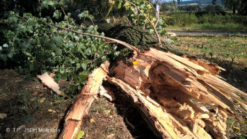 Spadlé stromy a větve na cyklostezku