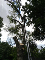 Prasklé větve i strom ulice Fugnerova