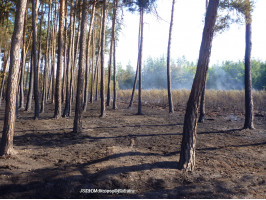 Požár lesa Crášany u Rakovníka