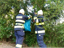 Likvidace bodavého hmyzu ulice Střední