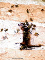 Likvidace bodaveho hmyzu ulice Riegrova