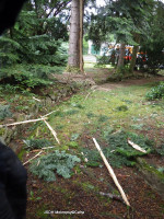 Poškozený strom bleskem ulice V boroví
