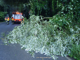 Padlý strom na komunikaci ulice Karlštejnská