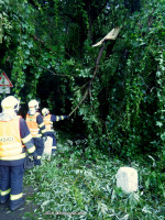 Padlý strom na komunikaci ulice Karlštejnská